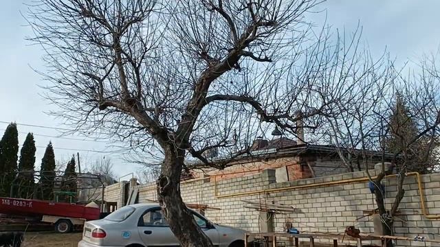 Болгаркой пилим деревья.