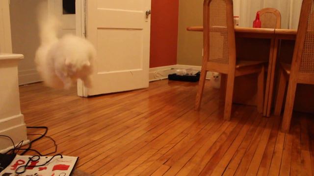 CAT JUMPS!!! #LilBallOfFur смотреть онлайн