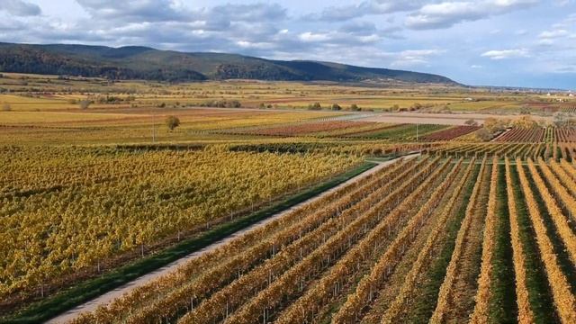 Neustadt An Der Weinstraße. Винный город в Rheinland-Pfalz