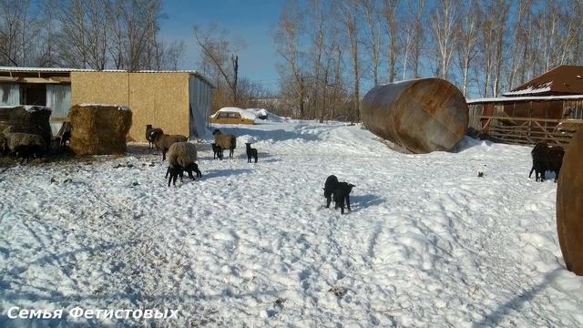 Влог. Ягнята. Куча мяса. Рыбалка// Семья Фетистовых