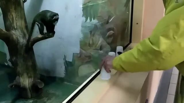 Обезьяна и напёрстки смотреть онлайн