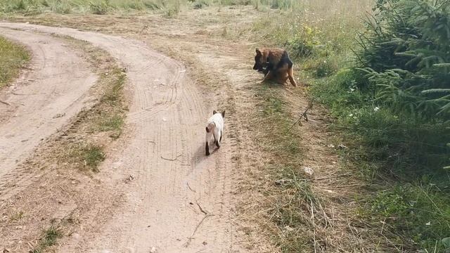 Луна и Мася❤️❤️❤️❤️????????? смотреть онлайн