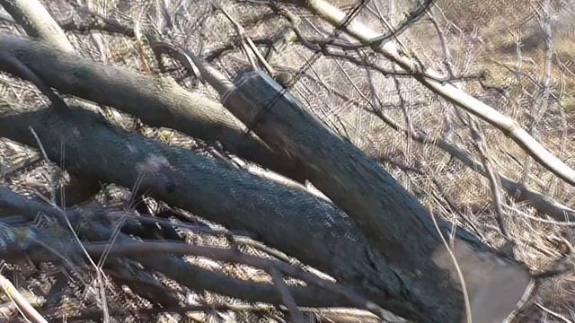 ТОП ТЕСТ ручных туристических пил в виде цепей. Карманная пила#пилимдеревьяпиами#рунаяпила. смотреть онлайн