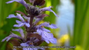 Живучка ползучая (Ajuga Reptans) — посадка и выращивание из семян