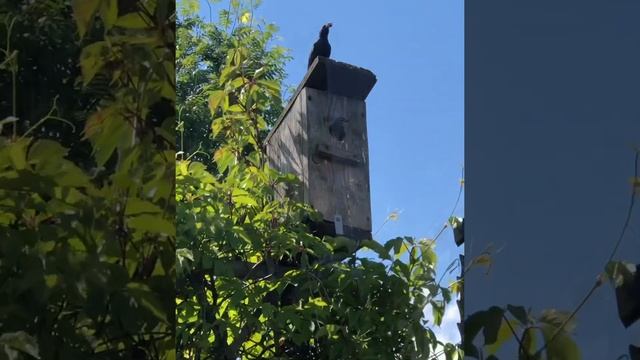 Птенцы. А гнездо в трубе диаметром 10-16 см