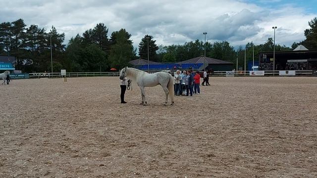 Иппосфера 2023. Первый день. КСК" Дерби". Породный ринг рысаки России смотреть онлайн
