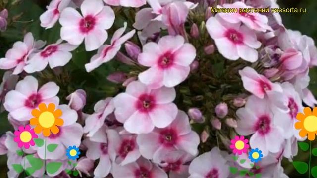 Флокс метельчатый Сельская ярмарка. Краткий обзор, описание phlox paniculata Kirmeslander смотреть онлайн
