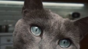 Реклама кошачьего корма Sheba  "Шебу дай мне" 2020