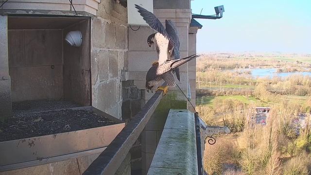 Falco Peregrinus mating @Oudenaarde смотреть онлайн