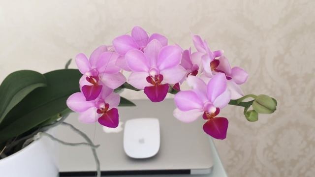 Всё, орхидеи больше не покупаю!!!))))