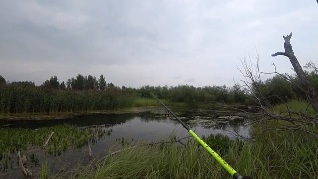 Щука на лягушку смотреть онлайн