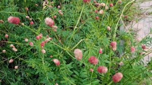 Кровохлёбка / Sanguisorba