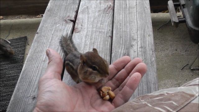 Backyard Wildlife: Friendly Chipmunk!!! смотреть онлайн