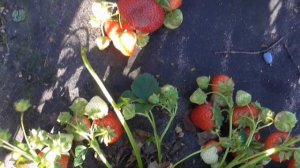 ТАЛИЯ - сорт-новинка 2021 года с очень большой урожайностью. / мини-питомник КЛУБНИКА-МАЛИНА.