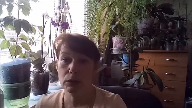 Как ухаживать за орхидеей летом . Совет для новичков. смотреть онлайн