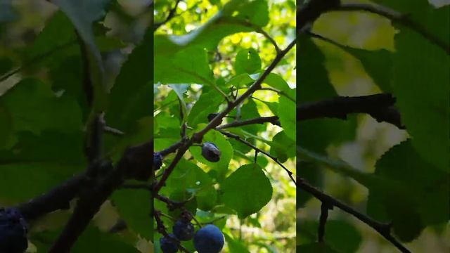 мини путешествие #путешествия #музыка #природа #рек смотреть онлайн