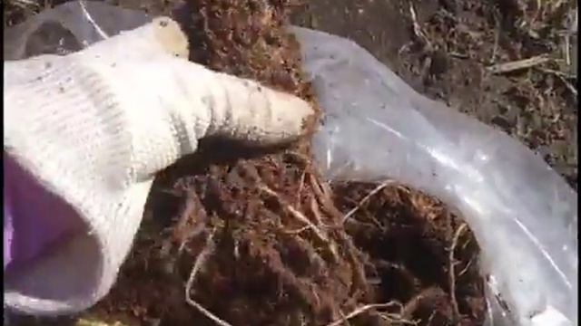 Ирисы Darwin Plants весенняя поставка (2017 г.) смотреть онлайн