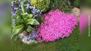 ❀ Низкорослые долгоцветущие многолетники для создания клумб