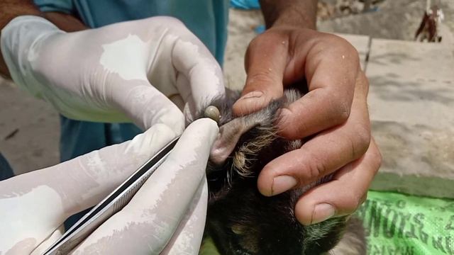 Rescue Poor Puppy And Removed Many Big Ticks| Adopted Abandoned Puppy Infested with Many Fat ticks смотреть онлайн