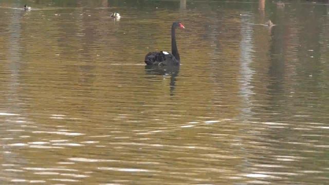 Сормово. Осенний парк. Пруд. Лебеди. смотреть онлайн