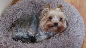 Чем кормить йоркширского терьера. Корм для Йорка. Еда декоративных и маленьких пород собак.