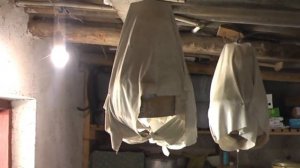 Бедана(перепел) поёт круглый год. Bedana (quail) sings all year round.