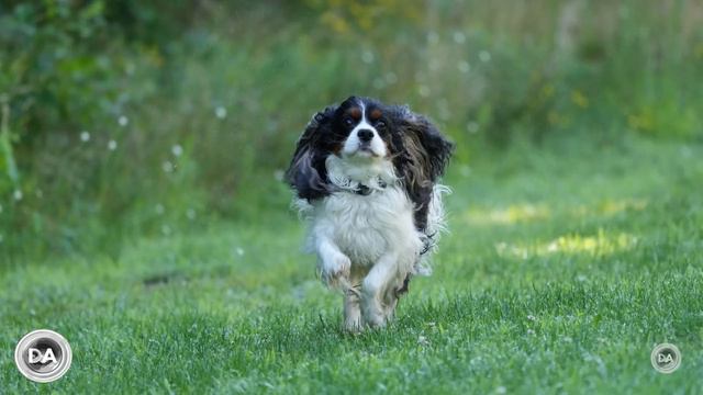 Sigma 150-600mm F5-6.3 DN OS Sport | Definitive Review смотреть онлайн