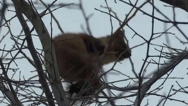 Охота на куницу 4 смотреть онлайн