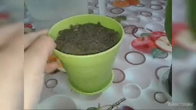 Замиокулькас.(Укоренение листа и образование клубня). смотреть онлайн