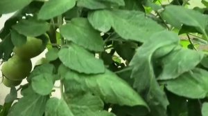 Томаты F1 Розовая Катя и Катя, обзор на 4 июля. | Вегетация томатов на вятке'21