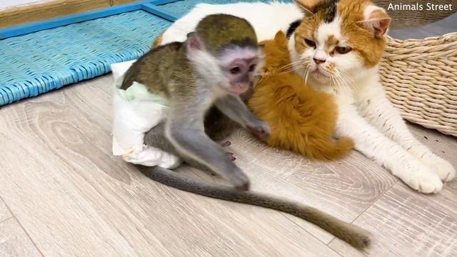 Mom cat adopted kittens and baby monkey Susie смотреть онлайн