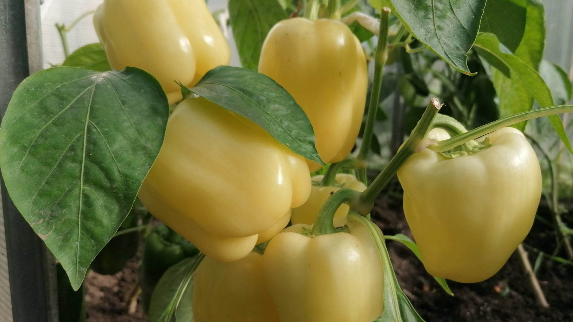 Обзор сладкого перца в моей теплице на 1.08.24г. смотреть онлайн