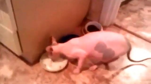 ГОВОРЯЩИЙ Кот-сфинкс, реально говорит 'нормально')) смотреть онлайн
