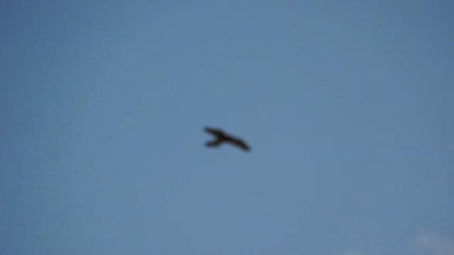 Хищная птица в небе смотреть онлайн