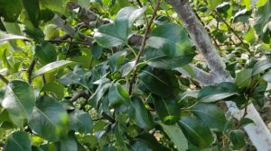 Сорт груші "Микола Крюгер"