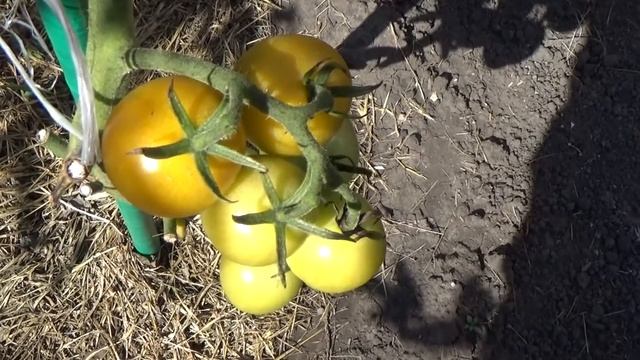 Провожаем лето, встречаем осень!//Дачный VLOG смотреть онлайн