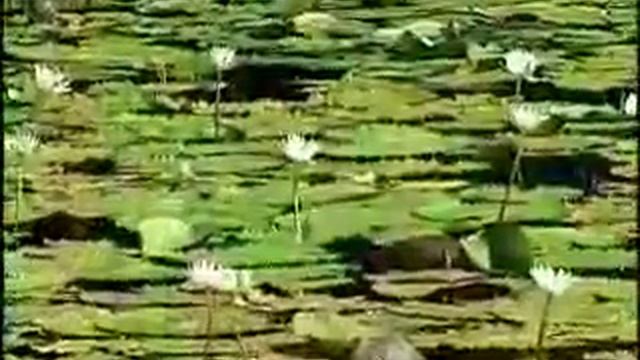 Parque Natural El Baga. Cayo Coco. Cuba смотреть онлайн