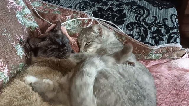 Материнские чувства у кошек.