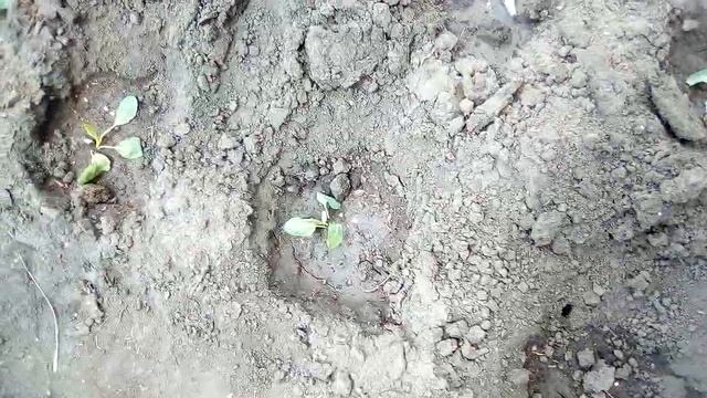 ,,ОТЛИЧНИК,, СРЕДСТВО ОТ СОРНЯКА НА ГРЯДКАХ. КОЛОРАДСКИЙ ЖУК. смотреть онлайн