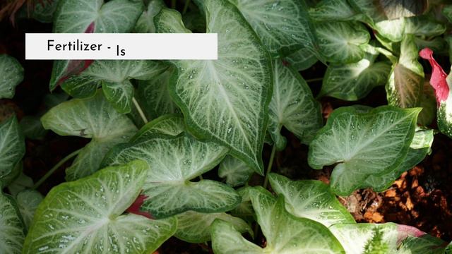 கலேடியம் அழகு செடி வளர்ப்பு - Caladium overview & growing tips in Tamil - Coming soon ! смотреть онлайн