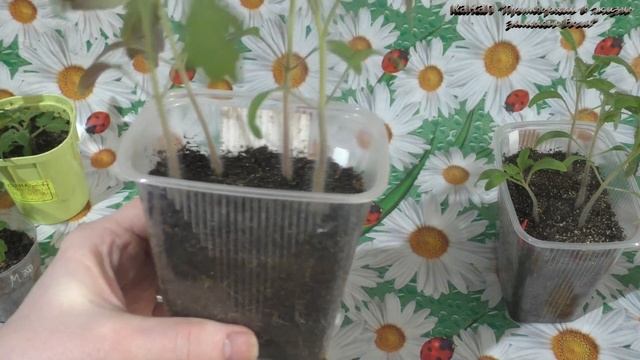 Вытянулась рассада томатов,что делать,если это индетерминантные сорта,то ничего