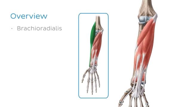 Мышцы переднего отдела предплечья (предпросмотр) - Анатомия человека | Kenhub смотреть онлайн