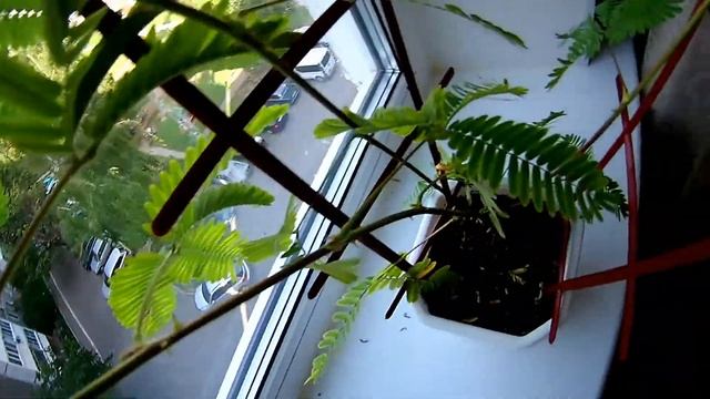 Мимоза стыдливая из семян Алиэкспресс цветет! смотреть онлайн
