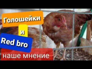 Выращивание голошейки и Редбро (Red bro). Французское яйцо. Наш опыт