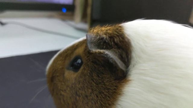 Tiny Steals My Computer! She Plays Games Without Asking!!! смотреть онлайн