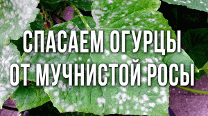 Как избавиться от мучнистой росы на огурцах. Сорта огурцов, устойчивые к мучнистой росе.
