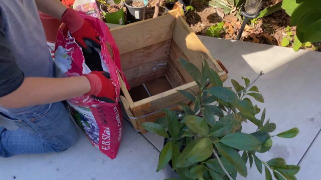 Growing Grumichama in Containers смотреть онлайн