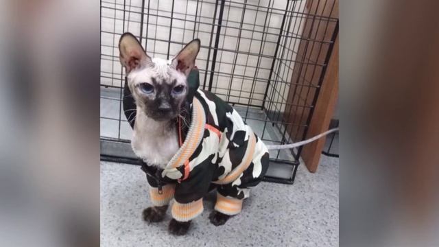 Тощий, почти без шерсти с изможденной мордочкой он сидел в полном одиночестве смотреть онлайн