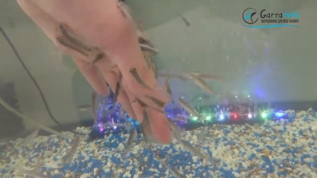 Гарра Руфа. Вопрос-Ответ смотреть онлайн