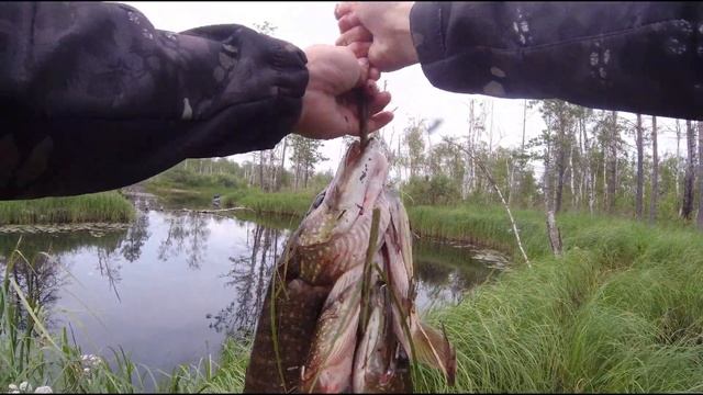 СПИННИНГ В ДУГУ. РОДОВЫЕ УГОДЬЯ ХАНТОВ. ЛОВИМ ХИЩНИКА В СТАРИЦАХ. смотреть онлайн